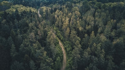 森林航空摄影